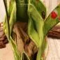 Preview: Shopper Tasche klein aus Wachstuch - shopper tasche klein gruen wachstischtuch