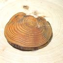 echt Holz Haarspange groß