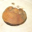 echt Holz Haarspange groß